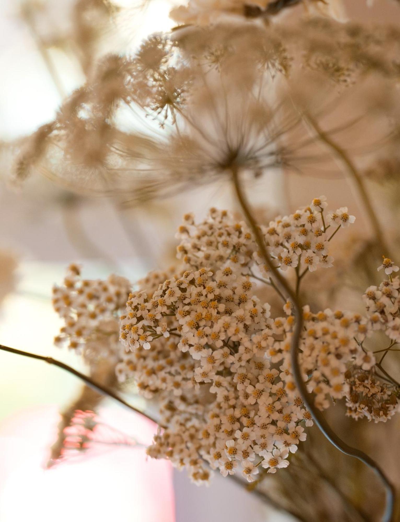 Leighton House - Boutique Guesthouse Μπαθ Εξωτερικό φωτογραφία Dried chamomile flowers